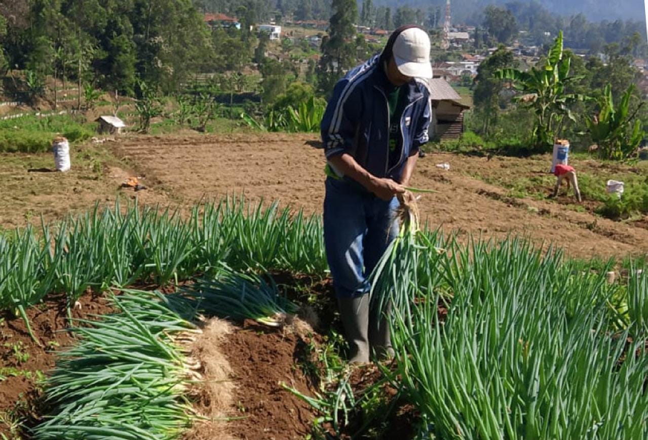 Panen_Daun_Bawang_Mustahik_Binaan_BAZNAS_di_Rancabali_(Dok__BAZNAS).jpeg