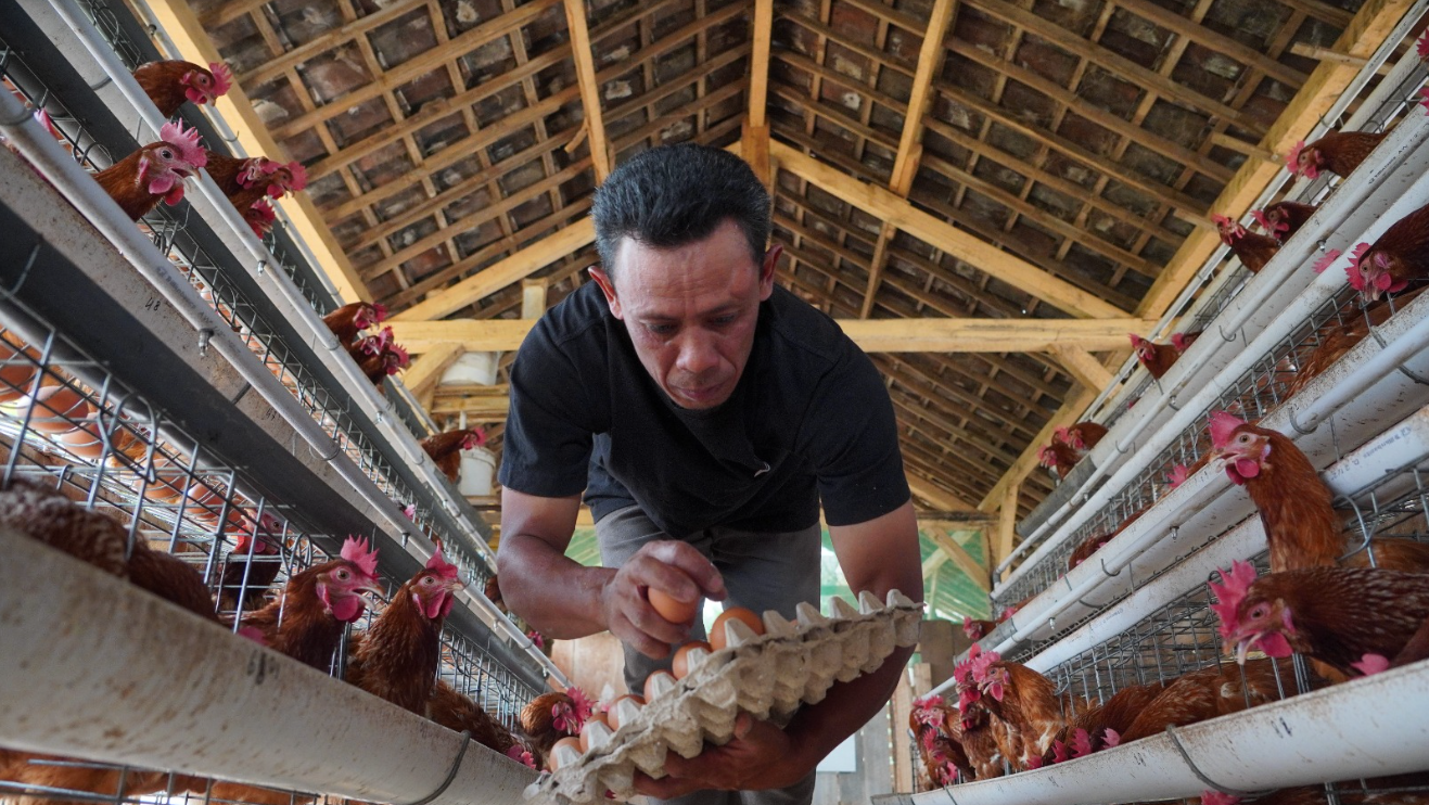 Kampung Berdaya Unggas Lazismu  - (Ada 1 foto)